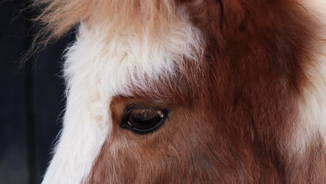 closeup of a brown horse head with long hair.