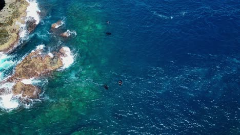 drone aerial view of manta rays feeding in strong current next to a rocky island