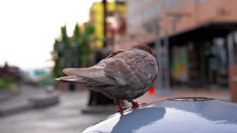 A-reddish-rock-pigeon-splashes-on-a-water-feature-or-fountain-in-the-city-in-slow-motion