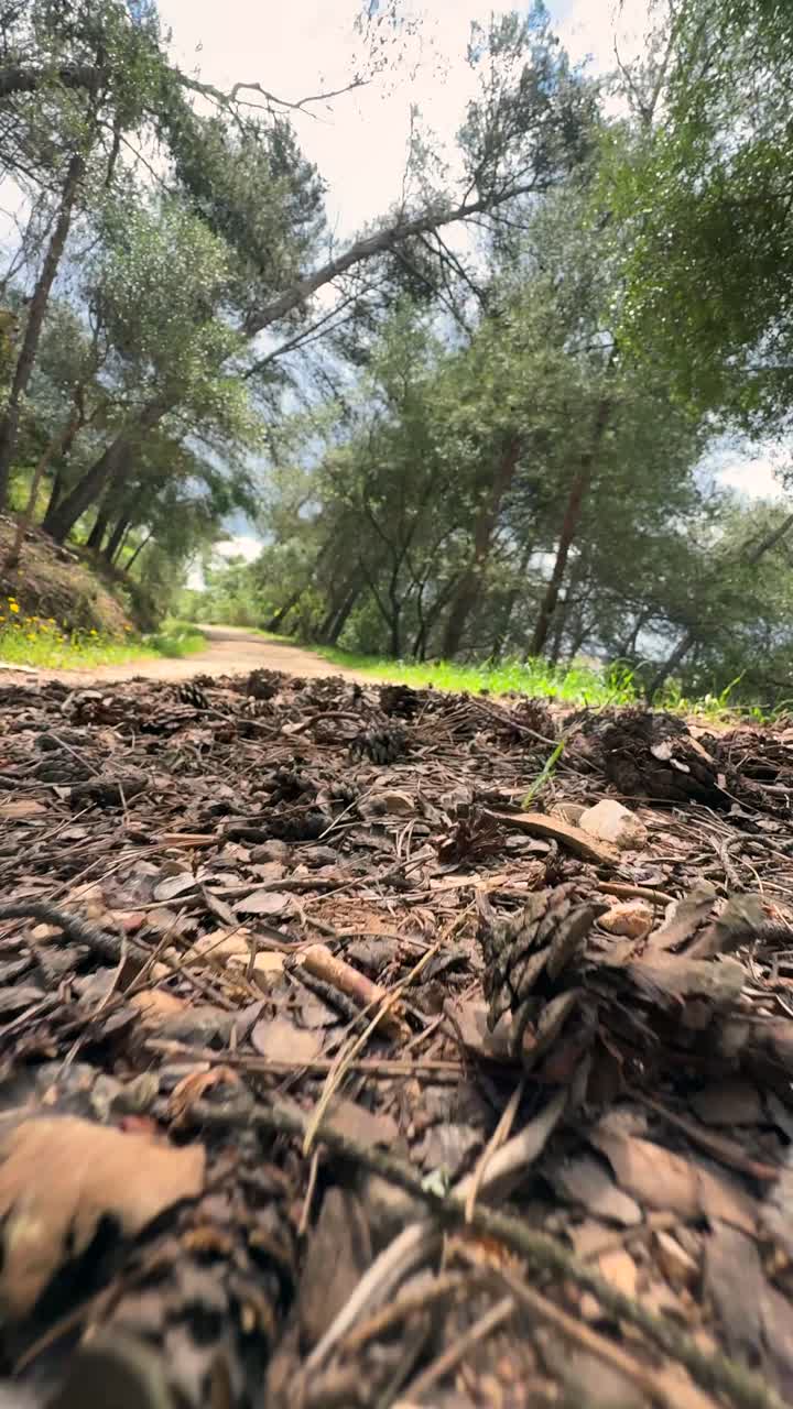 Forest Path with Pine Cones