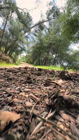 forest path with pine cones