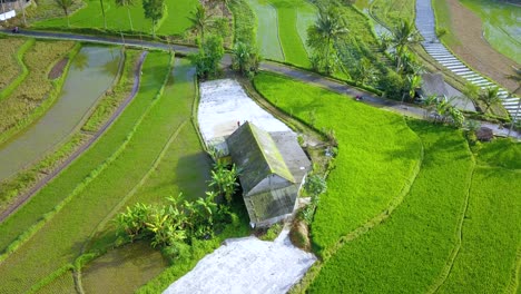 Drohnenaufnahme-Traditioneller-Bauernaktivitäten-In-Indonesien,-Die-Reisfelder-In-Der-Sonne-Trocknen,-Nachdem-Sie-Auf-Der-Hütte-Inmitten-Eines-Reisfeldes-Geerntet-Wurden