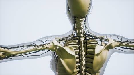 ciencia anatomía de los vasos sanguíneos humanos