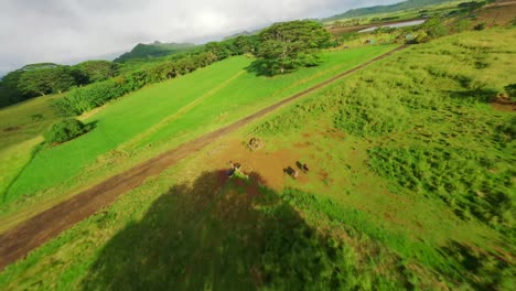 cinematic shot of beautiful natural flora and fauna of the kauai, hawaii island