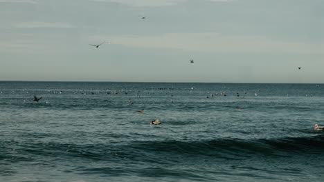 Los-Pelícanos-Acuden-Y-Se-Sumergen-En-El-Océano-En-Una-Playa-En-Encinitas,-California