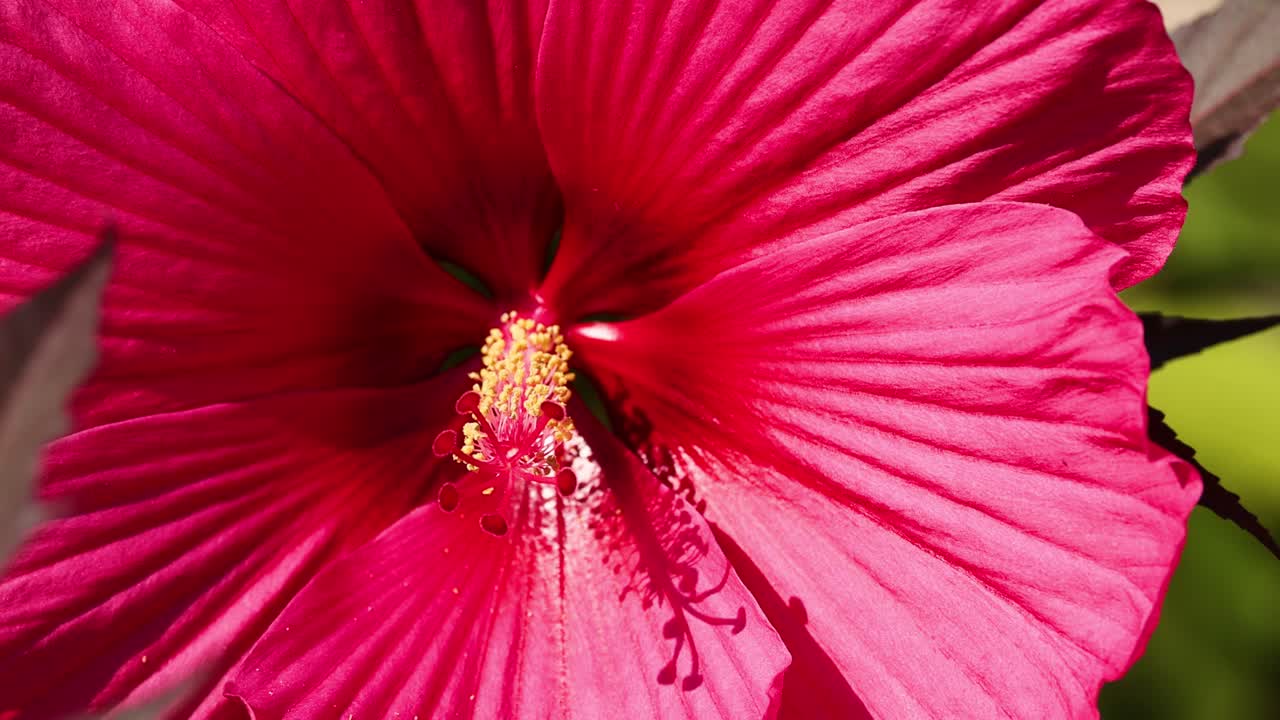 Fiore di ibisco in piena fioritura, vibrante e dettagliato