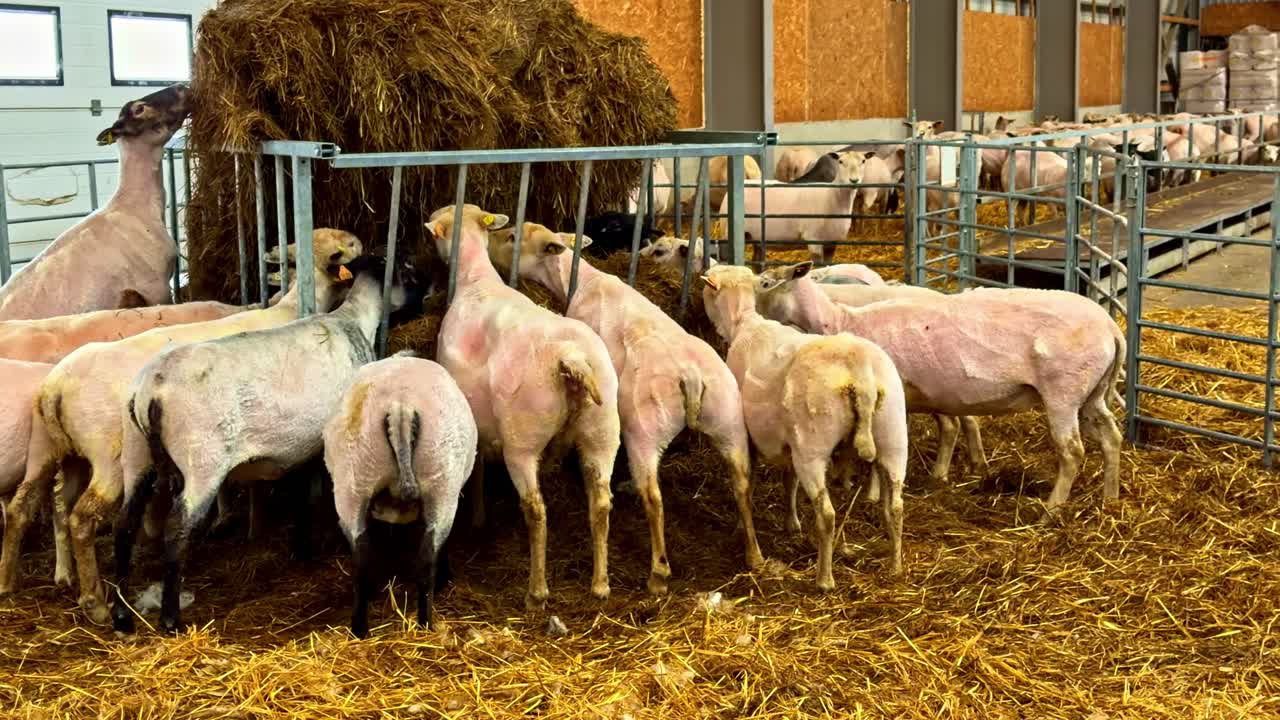 Gruppo di pecore che mangiano fieno da una mangiatoia all'interno di una stalla in una fattoria attiva durante il giorno.