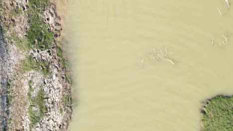 top down aerial of buffalos animals swimming in muddy water, suffering heat