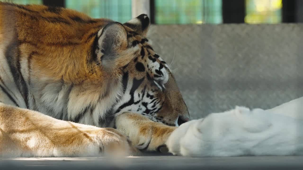 Slow motion closeup of a resting tiger in captivity, showing calm behavior and fine detail