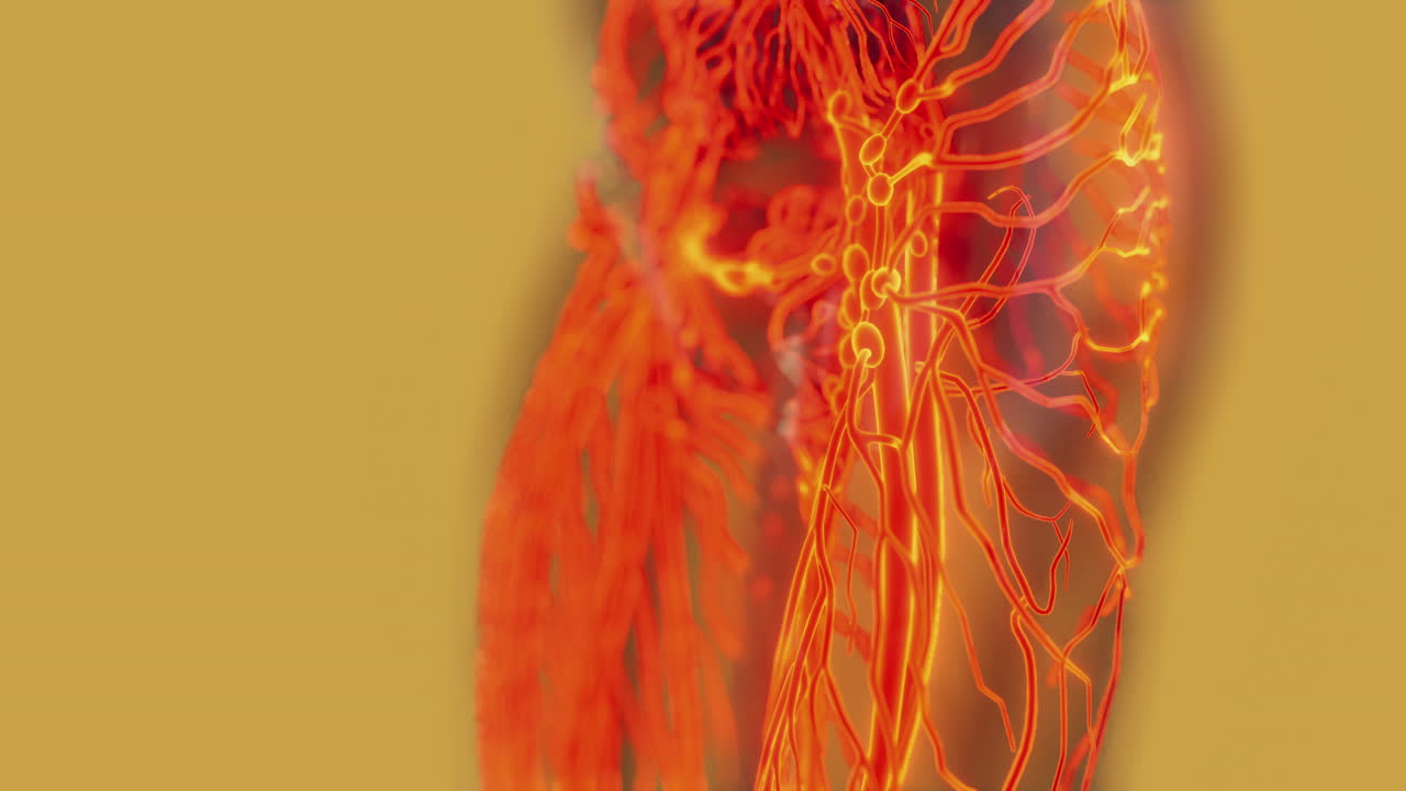 exploración médica del sistema circulatorio humano