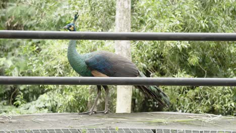 A-pretty-wondering-peacock-jumping-over-a-fence-at-a-petting-zoo