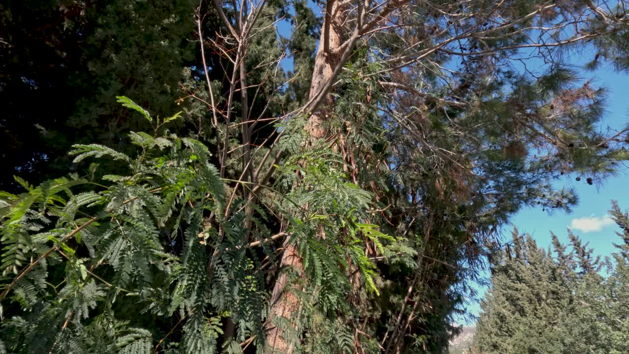 Le persone si godono una giornata di sole all'aperto circondate da alberi alti e foglie verdi. La luce del sole splende sull'ambiente naturale creando un'atmosfera allegra