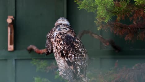 Búho-Manchado-Posado-En-La-Rama-De-Un-árbol-Mientras-Observa-Los-Alrededores