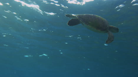 Sea-turtle-flaps-fins-as-it-gracefully-glides-underwater-in-slow-motion