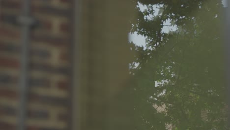 a 5k shot of a tree reflected in a window.