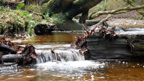 Lush-forest-flowing-miniature-river-waterfall-jungle-woodland-wilderness-tranquil-scene