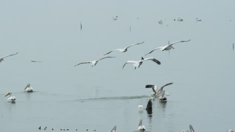 Group-of-big-adult-Dalmatian-Pelicans-landing-on-water-in-slow-motion-lake-kerkini-Greece