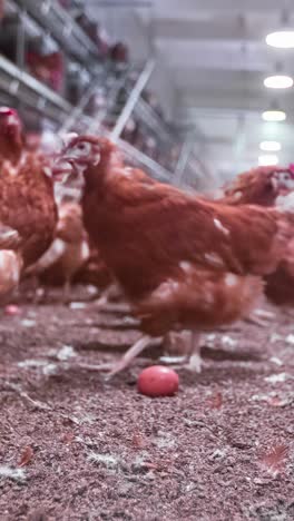 a low-angle timelapse shows a flock of free-range brown hens walking and pecking inside a barn at a poultry farm, with a single fresh egg lying on the ground