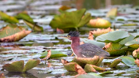 una garza verde despega de su percha entre las almohadillas de lirio y vuela sobre un estanque al atardecer