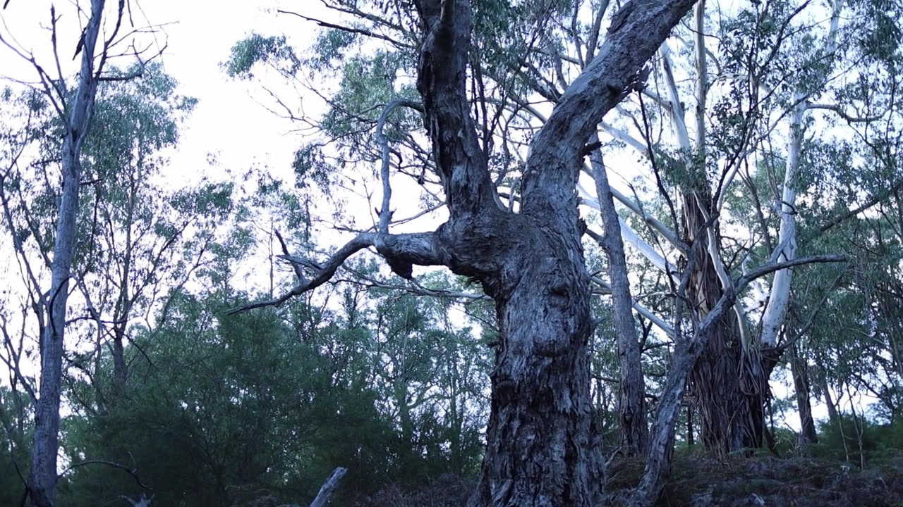 Filmato atmosferico grandangolare di un bosco impervio con un albero nodoso e suggestivo, catturato al crepuscolo. Una morbida luce naturale blu evidenzia la corteccia ruvida e il fogliame denso, evocando un'atmosfera misteriosa