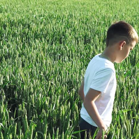 happy boy runs through a wheat field