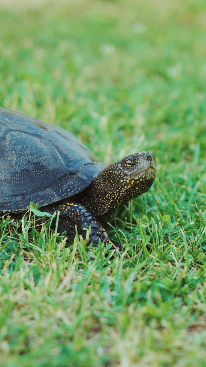 Turtle crawling on the ground among the plant. A turtle running into the woods Vertical video