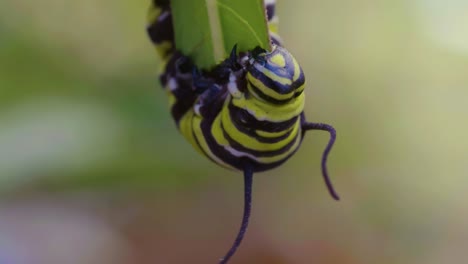 Entdecken-Sie-Die-Bunte-Welt-Der-Raupen