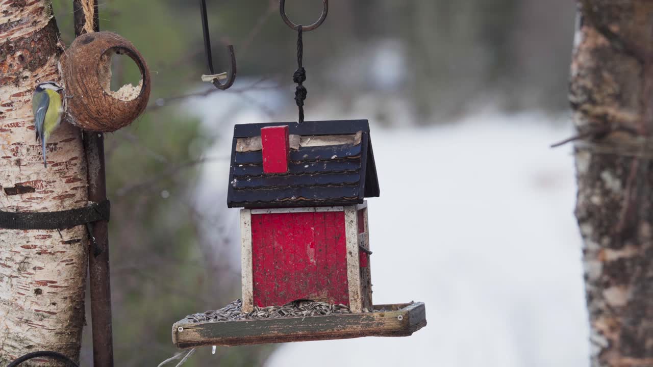 pájaros carboneros alimentándose al aire libre en el paisaje del jardín natural