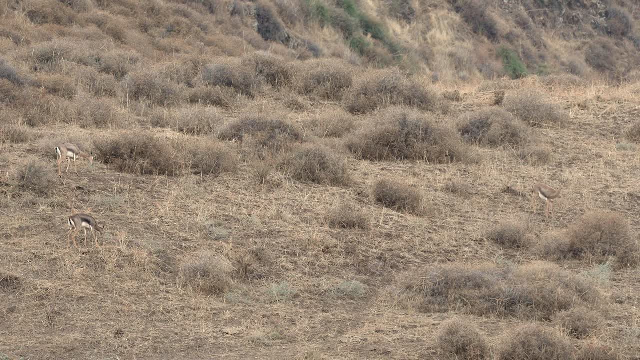 Herd of Mountain Gazelles grazing (Gazella gazella), also called the True gazelle or the Palestine mountain gazelle,