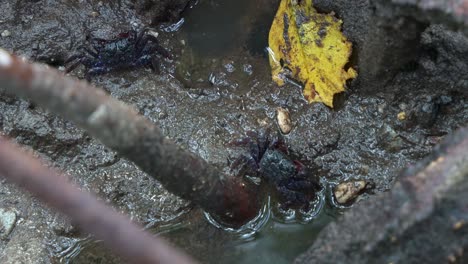 two tree-climbing crabs spotted on the muddy mangrove mudflats during low tide period, close up shot