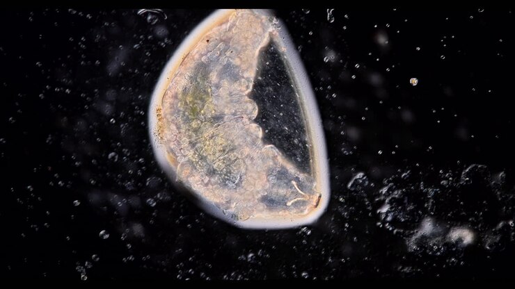 Microscopic View of an Aquatic Microorganism