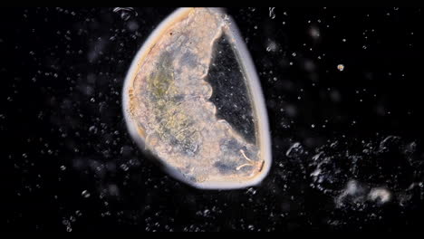 microscopic view of an aquatic microorganism