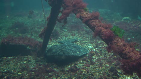 halibut flat fish resting and breathing at seabed below old rusty anchor