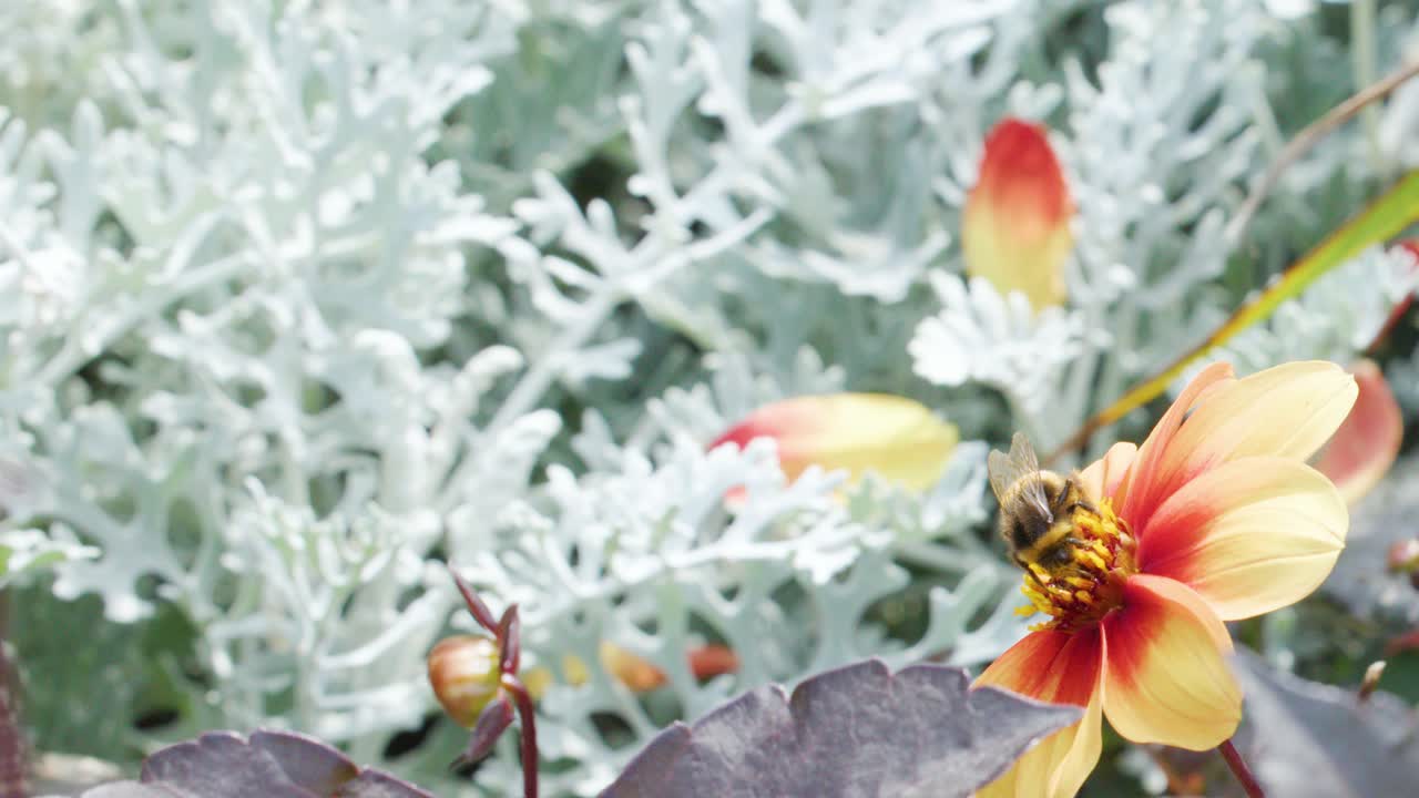 A bumblebee feeds on a yellow-red flower, gathering pollen amid silvery foliage in bright, natural daylight. Static close-up shot, soft background