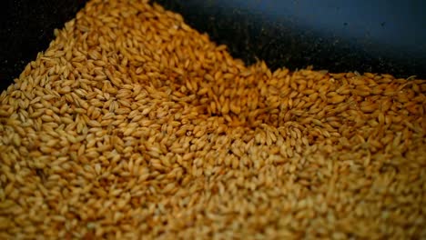 wheat grain in wheat crusher machine 4k