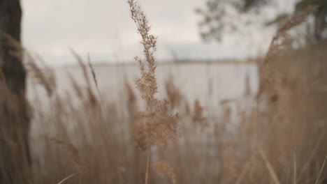 Detalle-De-Bluegrass-En-La-Orilla-Del-Lago-Moviéndose-En-El-Viento-1