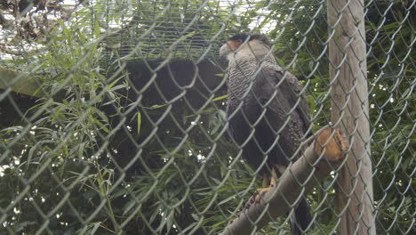 Porträt-Des-Südlichen-Haubenkarakaras,-Der-In-Einem-Großen-Vogelkäfig-Sitzt