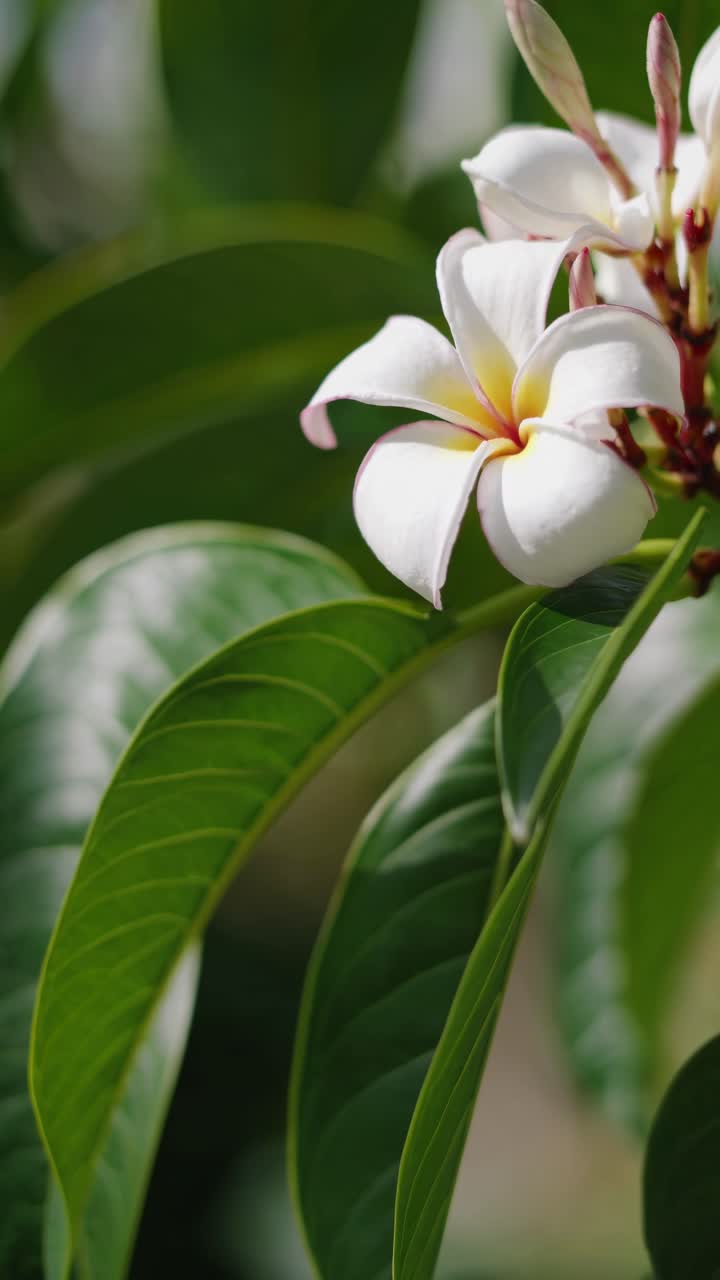 Video ravvicinato di un fiore di Plumeria bianco con rigogliose foglie verdi, ripreso da un angolo laterale