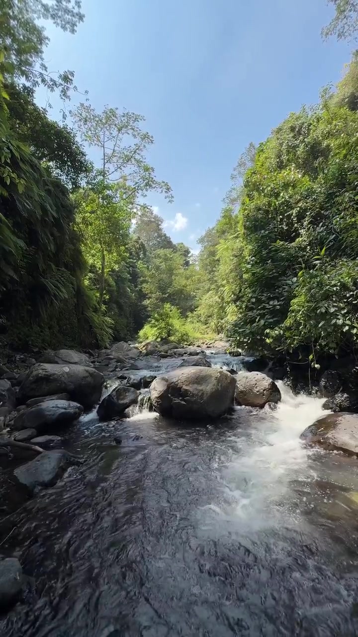 Fiume che scorre attraverso una rigogliosa foresta pluviale tropicale