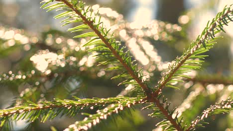 the dark branches of the spruce do not let in sunlight