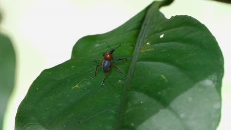 seen on the leaf while the camera slides to the left and zooms out, metapocyrtus ruficollis, philippines