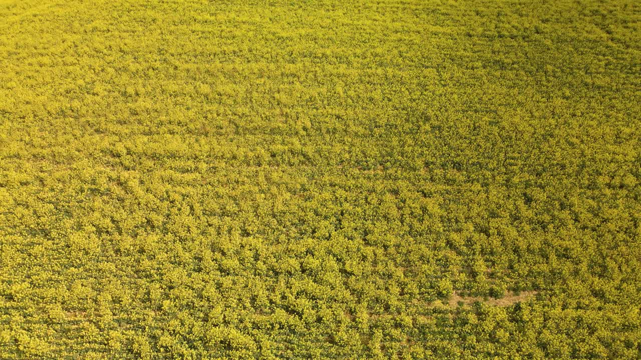drone volando sobre un campo de colza amarilla en europa cultivo español