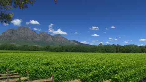 Vineyards-of-Franschoek,-Western-Cape