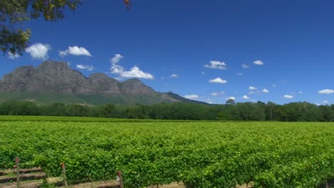 vineyards of franschoek, western cape