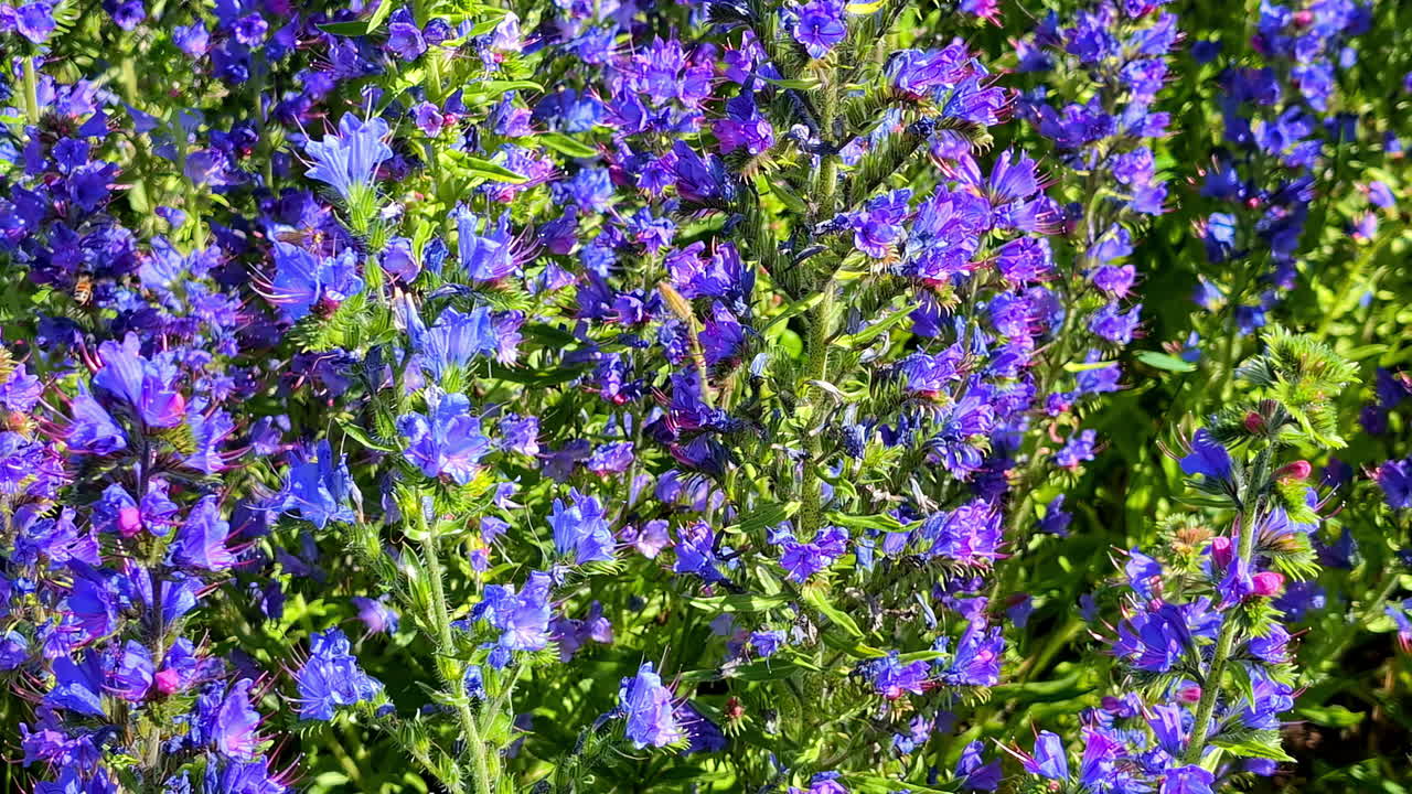 Fiori viola vivaci che sbocciano a Dunte, in Lettonia, evocando serenità
