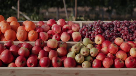 a counter with juicy apples and other fruits 1