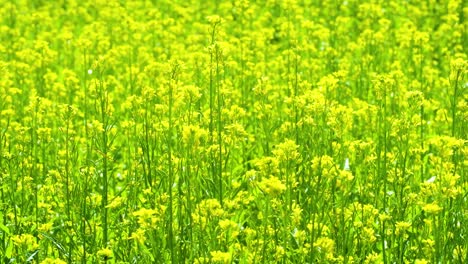 field full of mustard flower plants blowing gently in the breeze in bangladesh