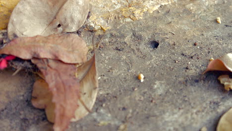 dry leaves and black ants coming out of their lair