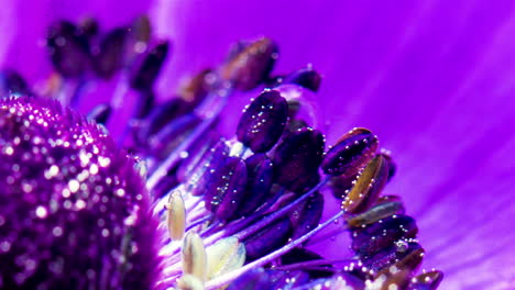 close-up of a purple anemones stamen