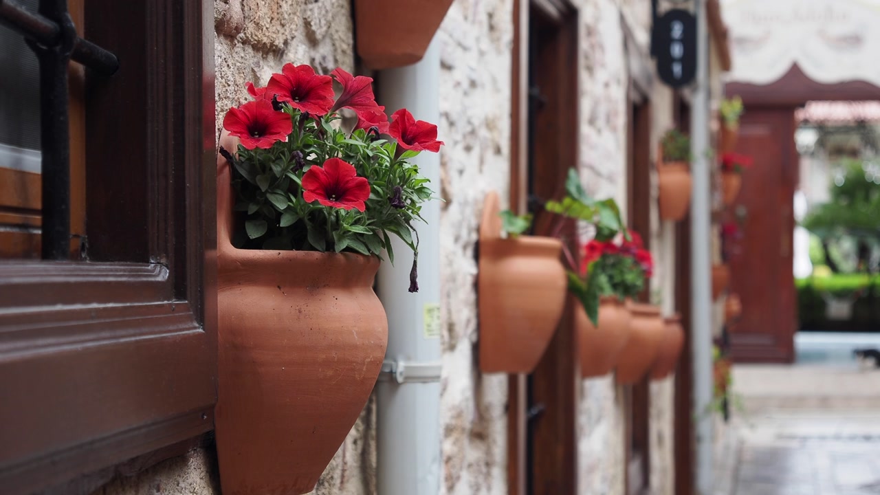Red Petunia Flowers in Terracotta Pots Adorning an Old Stone Wall
